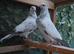 Penty Walay Pakistani pigeon pair