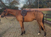 Elmast (IRE)