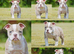 Both vaccines ready now! Olde English bulldogs olde tyme bulldogs