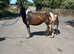 Lovely mare and filly foal for sale