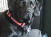 Our lab Milo