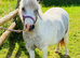 Prince - A Stunning Mini Shetland Gelding.