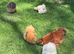 Silkie hens for sale