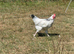YOUNG COCKERELS PURE RARE BREEDS