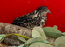 Button quails