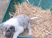 Lovely Farm Reared Merle Pups