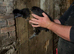 POL black silkie hen