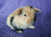 Baby mini lops for sale