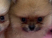 Bear Type Pomeranian for sale