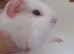 4 gorgeous baby boy guinea pigs