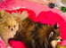 5mth old pomeranian