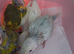 Hand reared indian ringneck