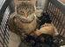 Fluffy and sweet kittens