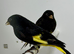 Beautiful pair of black Siskins for sale
