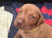 Beautiful Smooth-Haired Hungarian Vizsla Puppies