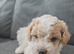 Cavapoochon puppies