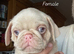KC reg Pink Pug Puppies ready to leave