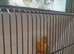 Pineapple conures