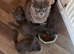 Maine coon