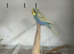 Various Stunning Normal & Rainbow Budgies