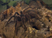 Juvenile Goliath Bird-Eating Tarantula & Full Setup