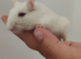 2 male gerbils