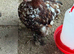 Chicken free to good home male