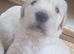 Goldies litter