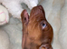 Five mini Dachshund looking for there best home