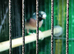 Beautiful pair of gouldian finches for sale