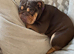 Loving Home Needed for Loyal 3 Year Old Female Dog