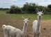 4 year old Llama and 1 year old Cria