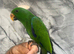 Baby Handreared Very Tame Male Eclectus Parrot