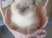Rag doll british blue