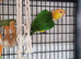 Female yellow thighed caique