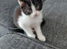 Female Kitten ready for home