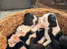 We are thrilled to announce a beautiful, healthy litter of 9 puppies born from a wonderful, loving match. These little ones are the perfect blend of t