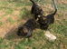 Caucasian Shepherd x German Shepard puppies