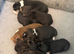 Beautiful Pups Chiweenie x