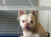 Longhair white frenchie