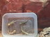Bearded Dragon Babies Available