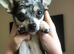 Mum and daughter chihuahuas must go together