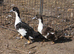 Mixed breed ducks