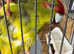 Kakariki