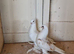 Kurdish pigeons