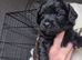 Beautiful chipoo pups
