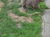 Kc reg german shepherd pups