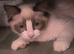 Ragdoll boy