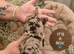 6 beautiful miniature dachshund puppies