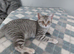 Beautiful British Shorthair Silver/Blue female kitten